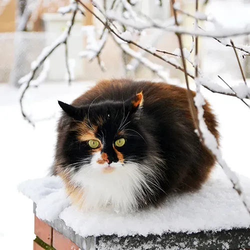 Ragamuffin cat sitting outside in the snow
