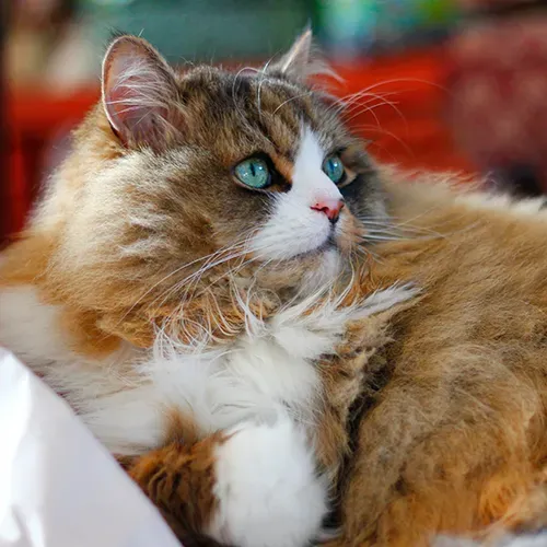Adult Ragamuffin cat sitting on a sofa