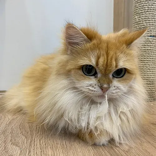 Ragamuffin kitten sitting in front of a scratching post