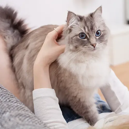 A blue-eyed Ragdoll Cat having a fuss off it's owner