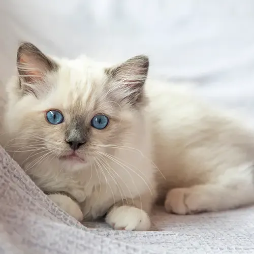 A Ragdoll Cat get comfy on the bed