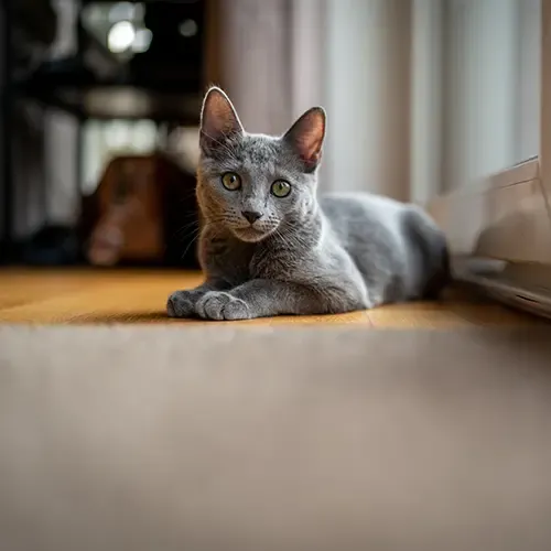 Russian Blue cat lying on a wooden floor