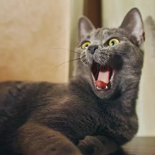 A screaming Russian Blue Cat