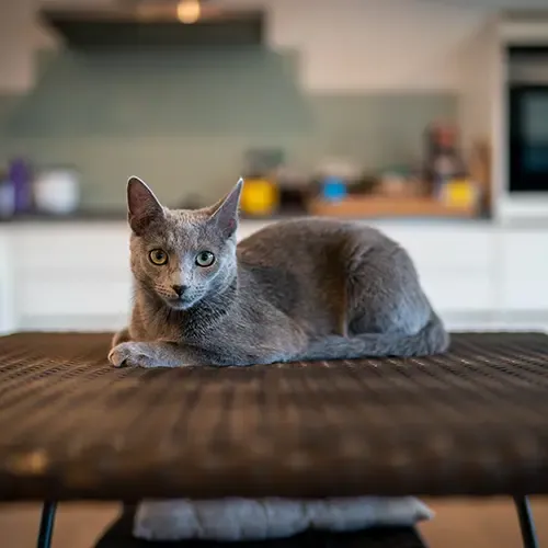 A Russian Blue cat lying on a table in the kitchen