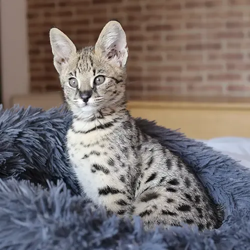 A Savannah kitten looking alert sitting in a blue blanket