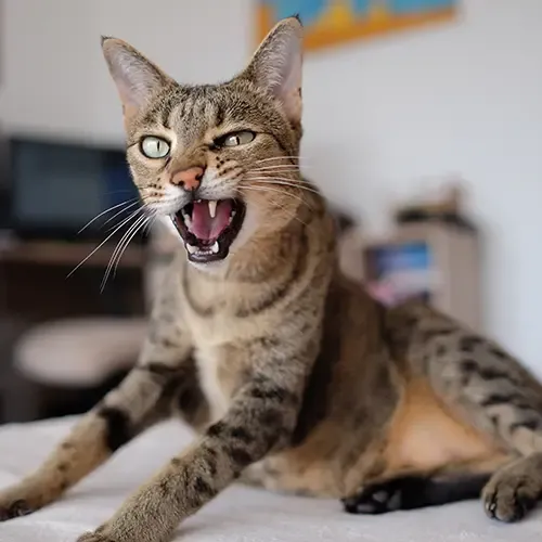 A Savannah cat yawning