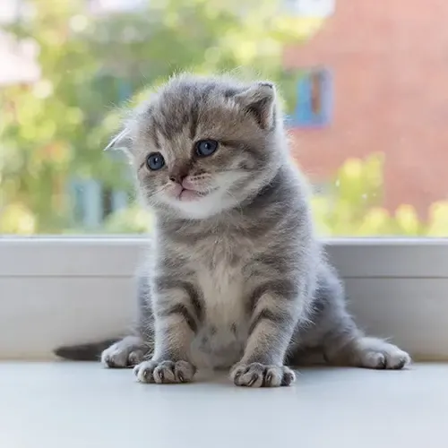 Scottish Fold kitten sitting on a window ledge