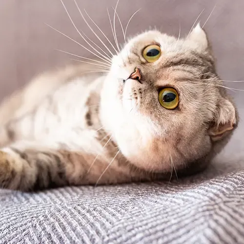 Scottish Fold Cat lying on its side
