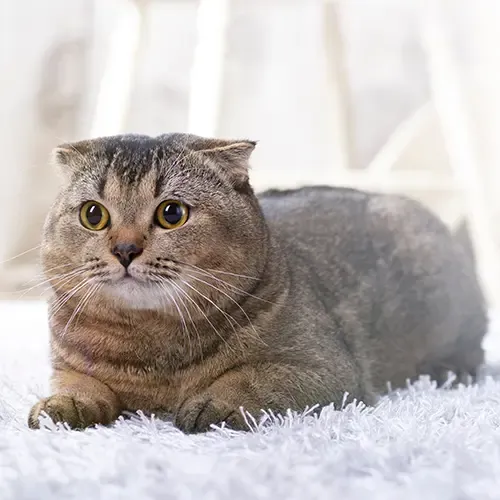 Scottish Fold cat lying down with its legs tucked in
