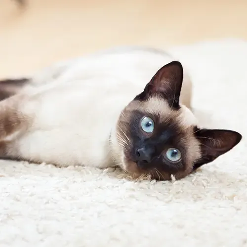 Blue-eyed Siamese Cat lying on it's side