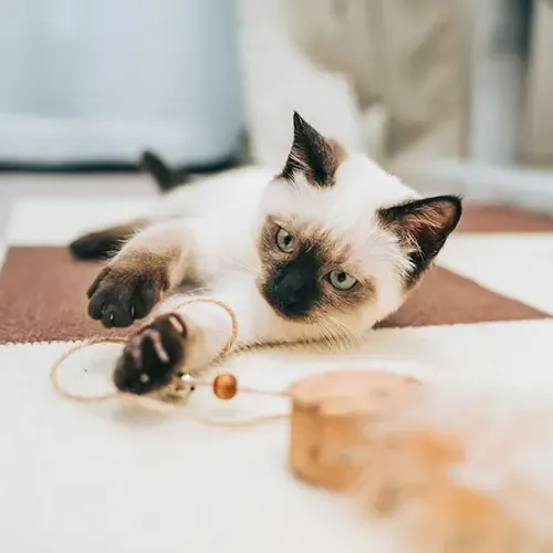 Siamese kitten playing with a toy