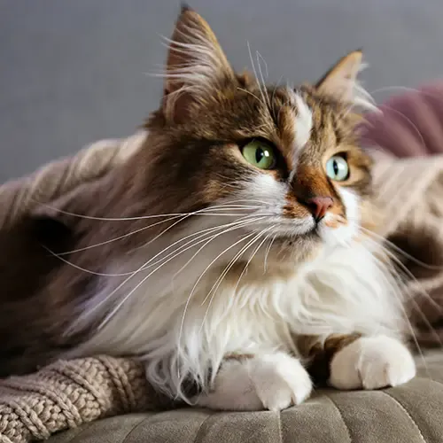 Siberian cat with different coloured eyes wrapped in blankets