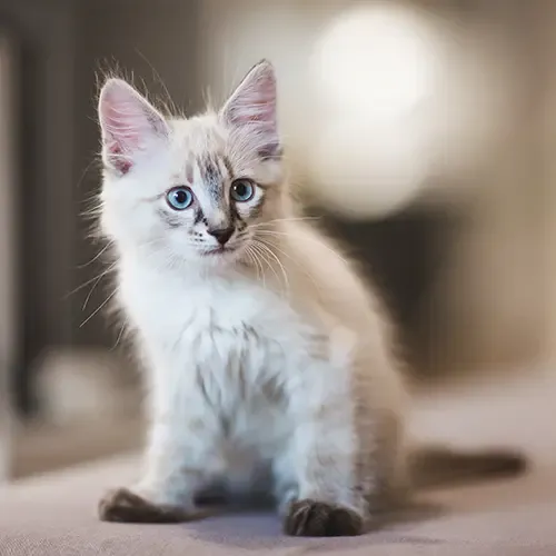 Grey coloured Siberian kitten sitting up