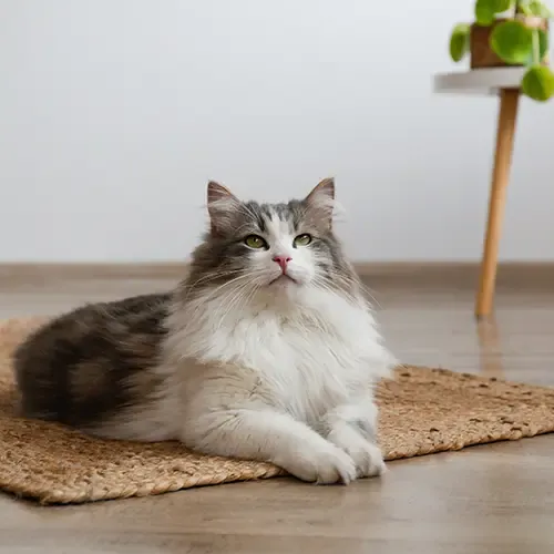 Majestic-looking Siberian sitting on the floor in a trendy room