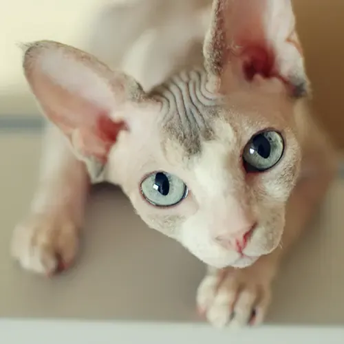 A Sphynx cat looking up at the camera