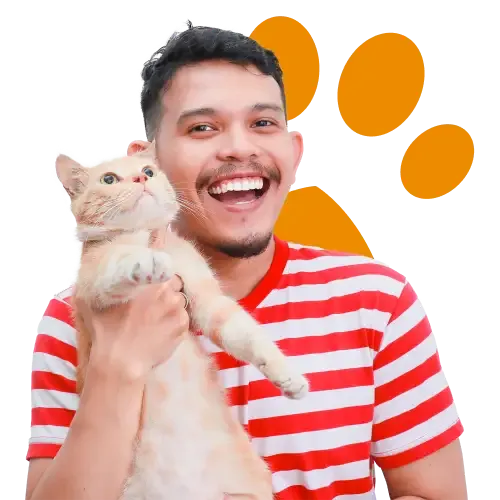 A grey British Shorthair cat