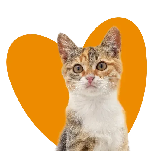 An illustration of a dog chasing a squirrel, a happy cat who has caught a mouse and a rabbit scratching fleas