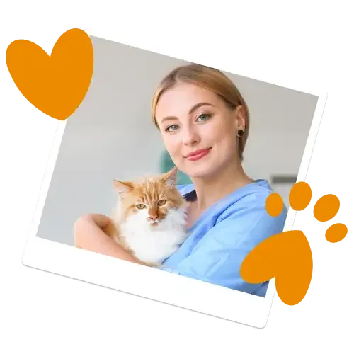 An illustration of a cat, dog and rabbit in need of pet insurance