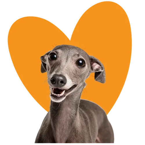Happy Greyhound Showing Teeth