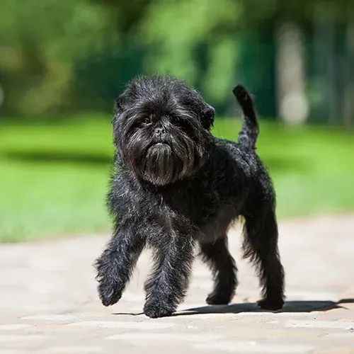 A black Affenpinscher enjoying a walk in the sunshine