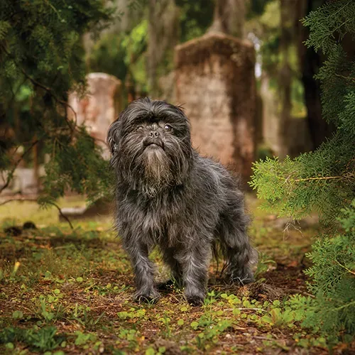 An Affenpinscher standing outside
