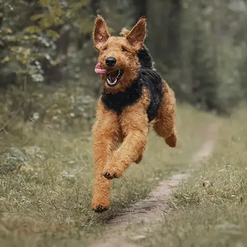An Airedale Terrier running down a forest path