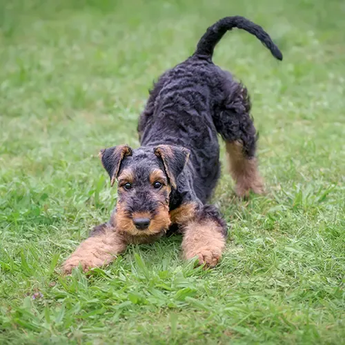 An Airedale Terrier Puppy