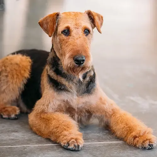 Airedale Terrier lying on a tiled floor