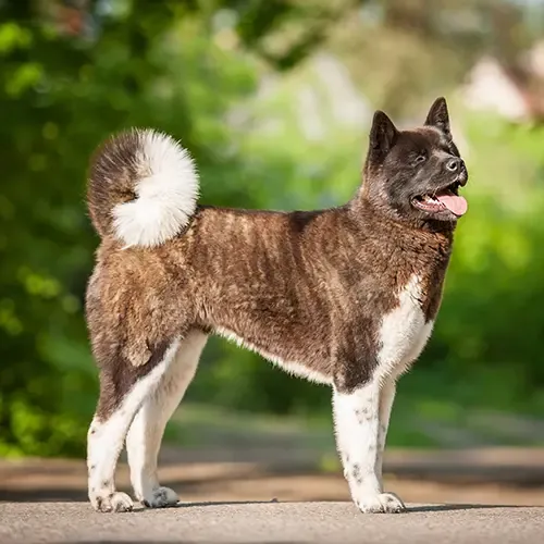 An American Akita Standing Proud