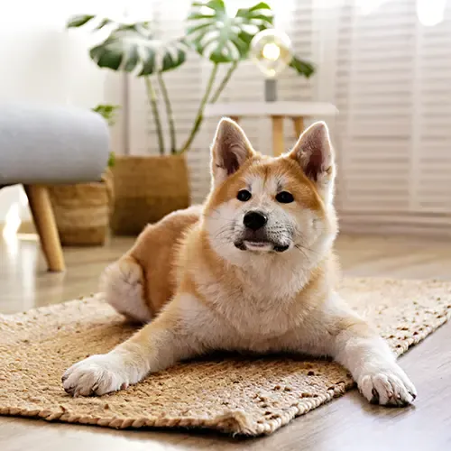 Akita dog lying on a rug in a living room