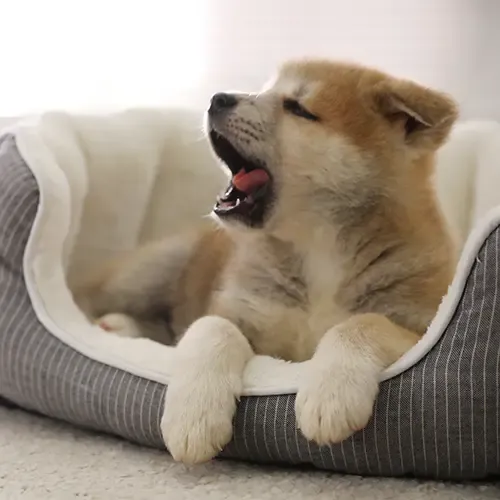 An Akita Puppy Yawning