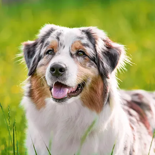 Australian Shepherd dog smiling in a field