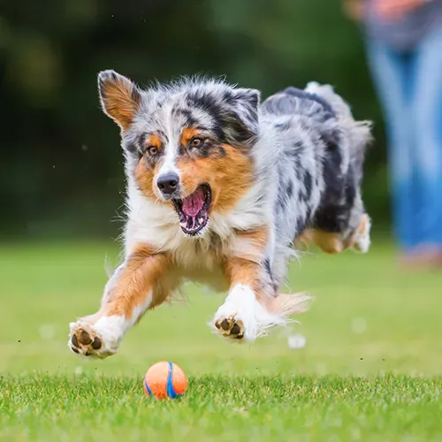 An Australian Shepherd dog chasing a ball
