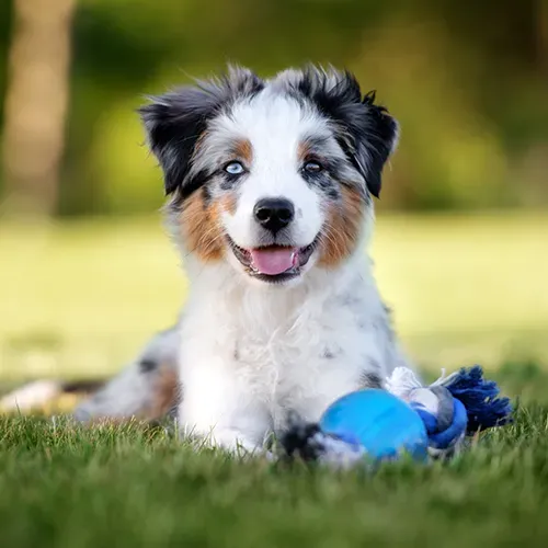 An Australian Shepherd puppy playing with a chew toy outside