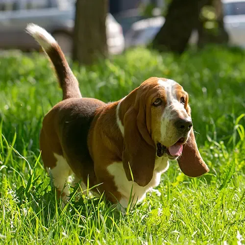 Basset Hound walking through some long grass