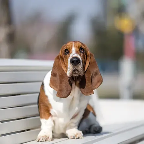 Basset Hound sitting on a park bench