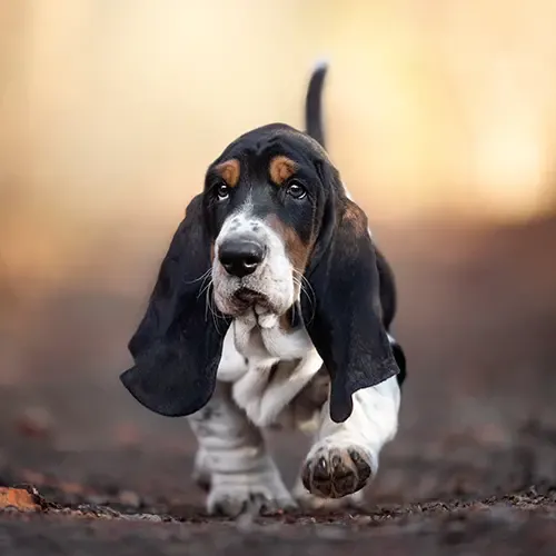 Basset Hound puppy walking on a path