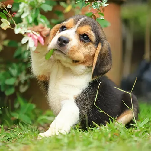 Beagle puppy playing with a flower
