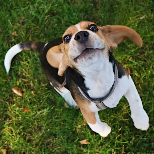 Beagle jumping up to get the camera 