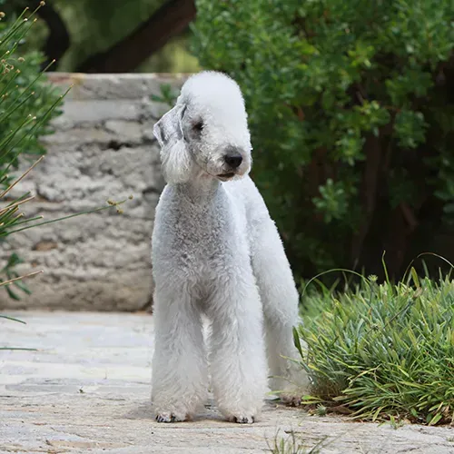 Bedlington Terrier standing outside on a garden path
