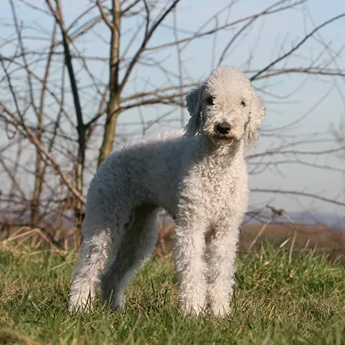 Bedlington Terrier dog standing on a grassy hill