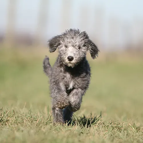 Bedlington Terrier puppy running through a field