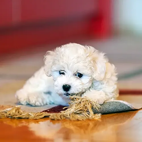 A cute Bichon Frise puppy playing with a rug