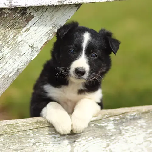 Border Collie puppy leaning on a wooden fence