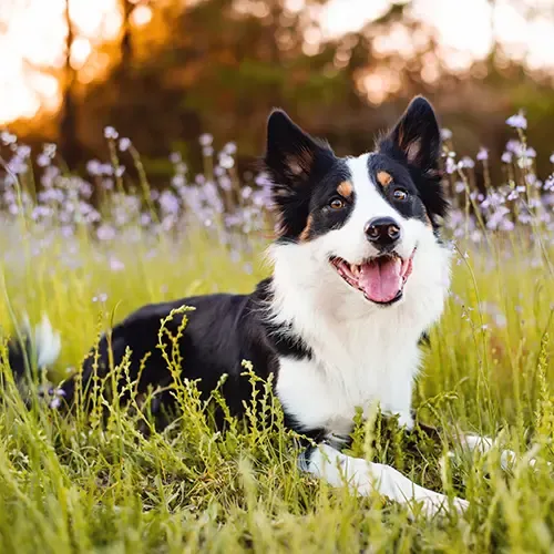 Border Collie lying in the grass