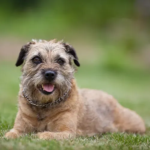 Border Terrier lying in the grass