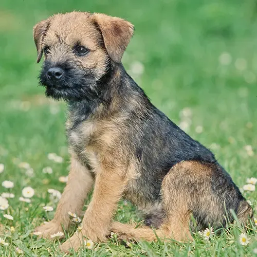Border Terrier puppy sitting in a field