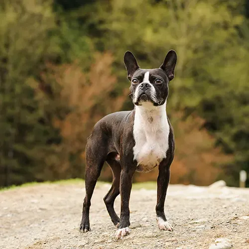 Boston Terrier standing in the park