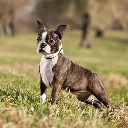 Boston Terrier puppy