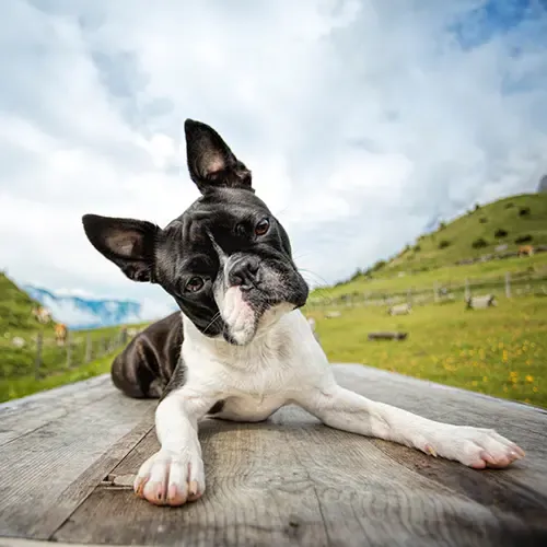 Boston Terrier lying on a wooden table outside looking at the camera